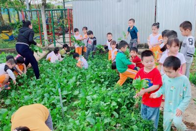 Hoạt động trải nghiệm tham quan vườn rau và vườn cây ăn quả cho các bạn nhỏ trường MN Sao Mai